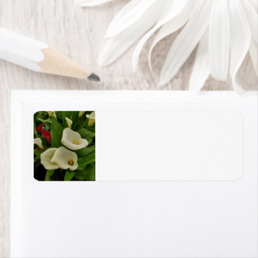 Calla lily etiket (Insitu)