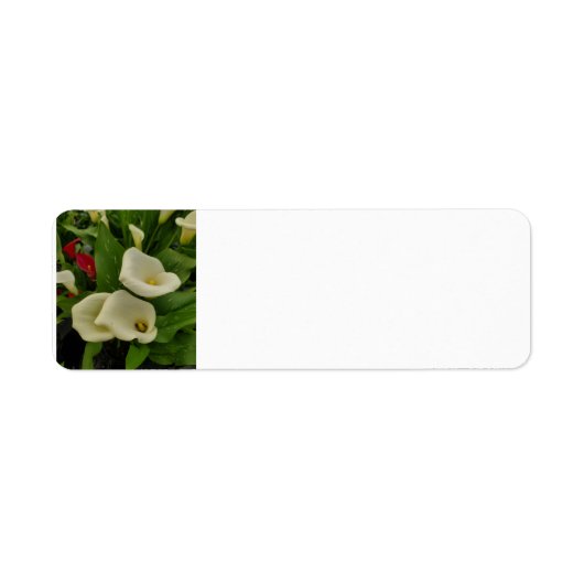Calla lily etiket (Voorkant)