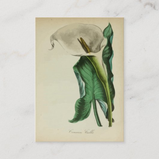 Calla Lily Flower | Botanische Waterverf Visitekaartje (Voorkant)