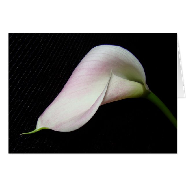 Calla Lily Flower Kaart (Voorkant Horizontaal)
