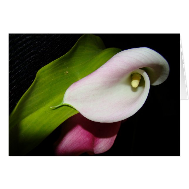 Calla Lily Flowers Card (Voorkant Horizontaal)