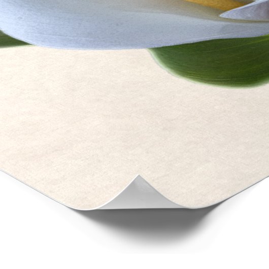 Calla Lily Flowers Floral Elegant Bridal Wedding Poster (Hoek)