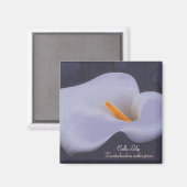 Calla Lily Illustratie Koelkast Magneten (Voorkant / Achterkant)