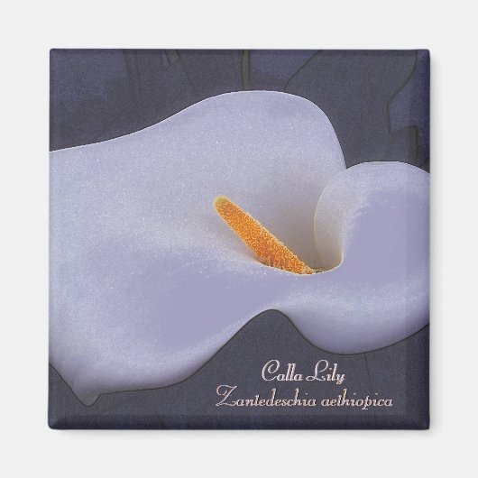 Calla Lily Illustratie Koelkast Magneten (Voorkant)