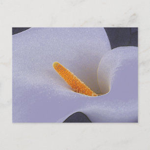 Calla Lily Illustration Art Collectible Briefkaart
