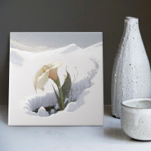 Calla Lily in de bergen die door sneeuw breken