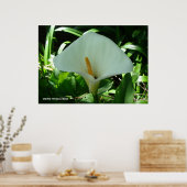 Calla Lily in het groen Poster (Keuken)
