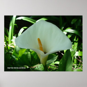 Calla Lily in het groen Poster