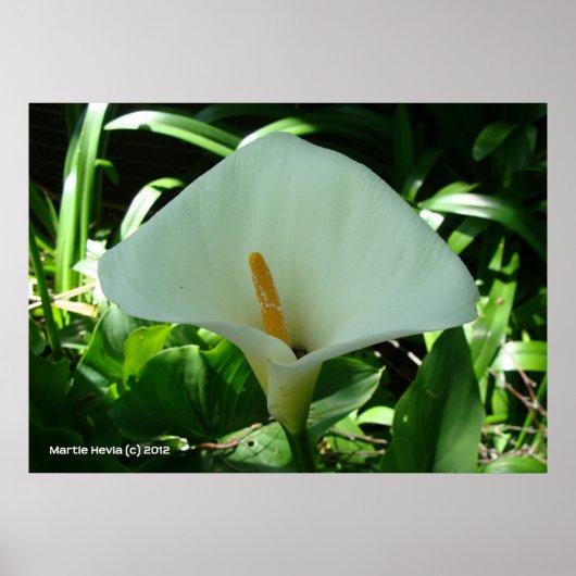 Calla Lily in het groen Poster (Voorkant)