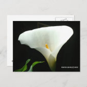 Calla Lily in het zwart Briefkaart (Voorkant / Achterkant)