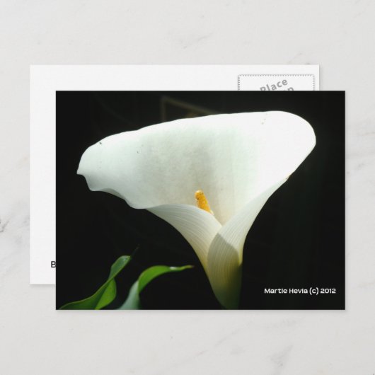 Calla Lily in het zwart Briefkaart (Voorkant / Achterkant)