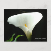 Calla Lily in het zwart Briefkaart (Voorkant)
