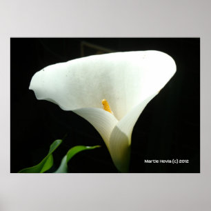 Calla Lily in het zwart Poster