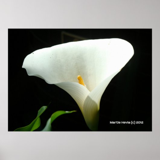 Calla Lily in het zwart Poster (Voorkant)
