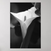 Calla Lily in zwart-wit Poster (Voorkant)