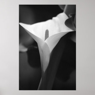 Calla Lily in zwart-wit Poster