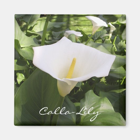 Calla-Lily magneet (Voorkant)