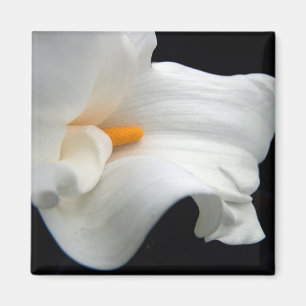 Calla lily magnet