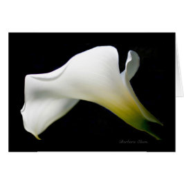 Calla Lily—met genade en stijl*: