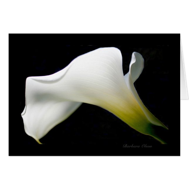 Calla Lily—met genade en stijl*: (Voorkant Horizontaal)