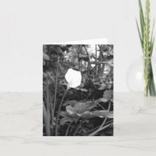 Calla Lily-notiecards Kaart