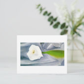 Calla Lily on Grey, Georgia O'Keeffe Briefkaart (Staand voorkant)