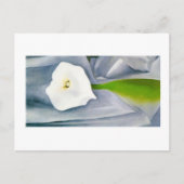 Calla Lily on Grey, Georgia O'Keeffe Briefkaart (Voorkant)