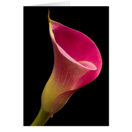 Calla Lily op Black (Voorkant)