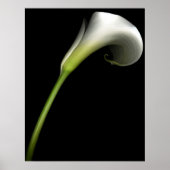 Calla Lily Poster (Voorkant)