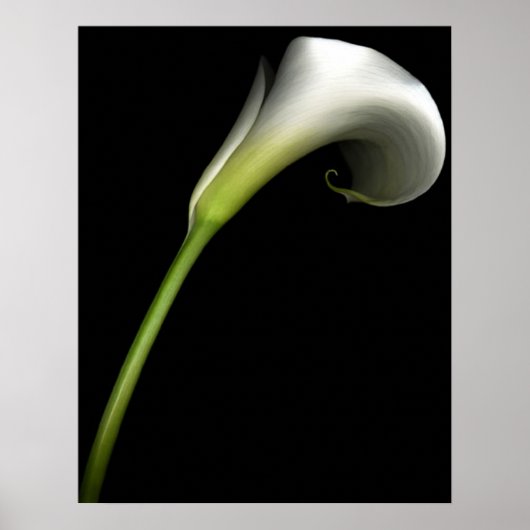 Calla Lily Poster (Voorkant)