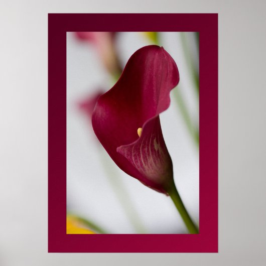 Calla lily Poster (Voorkant)