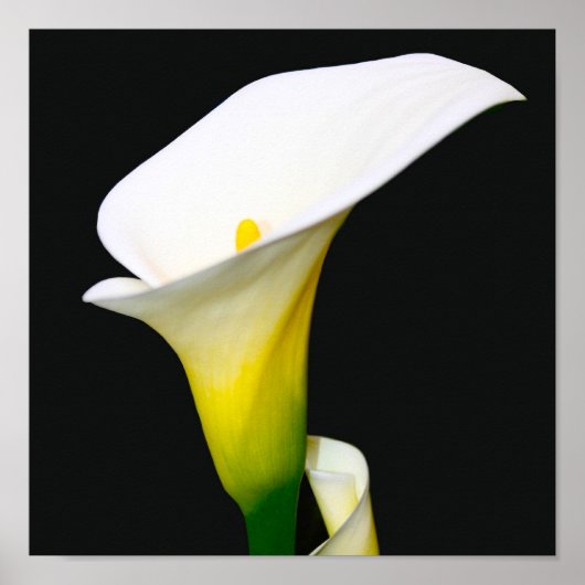 CALLA LILY POSTER (Voorkant)