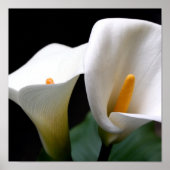 Calla Lily Poster Print (Voorkant)