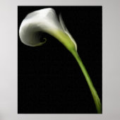 Calla Lily Prints (Voorkant)
