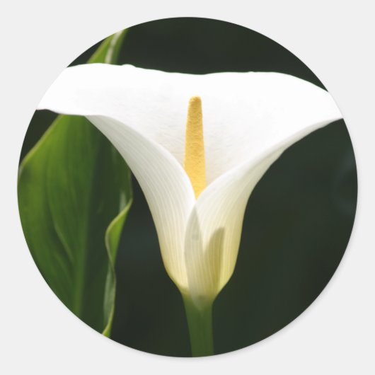 Calla Lily Ronde Sticker (Voorkant)