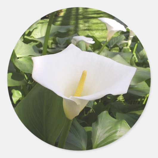 Calla-Lily Sticker (Voorkant)