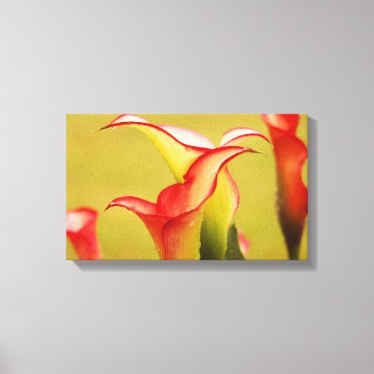 Calla Lily Wall Art Canvas Afdruk (Voorkant)