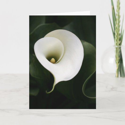 Calla Lily Wenskaart (geen grens) Kaart (Voorkant)