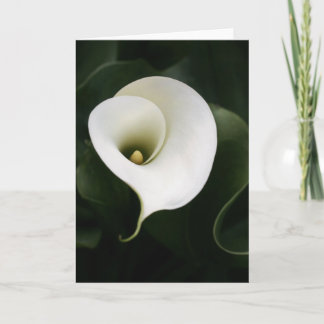 Calla Lily Wenskaart (geen grens) Kaart