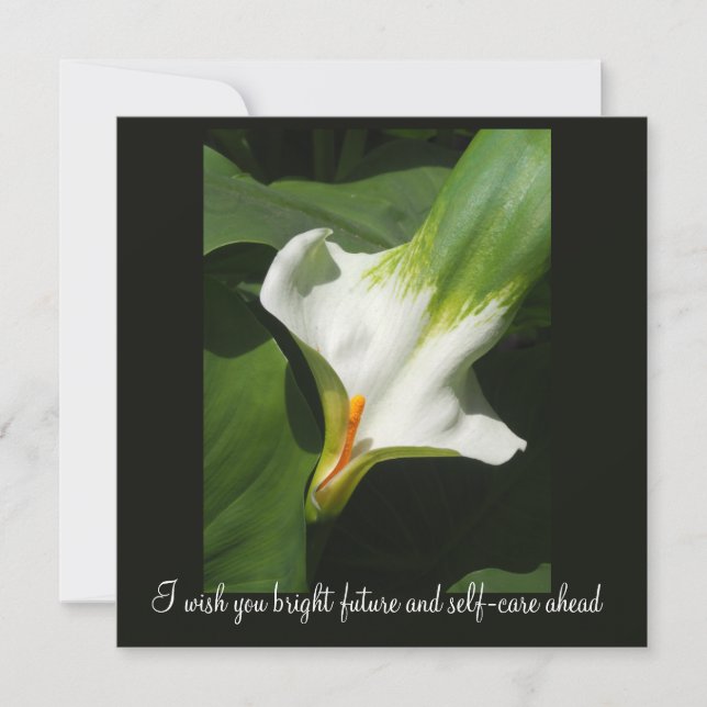 Calla Lily, Zantedeschia (Voorkant)