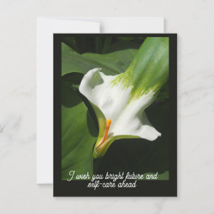 Calla Lily, Zantedeschia Briefkaart