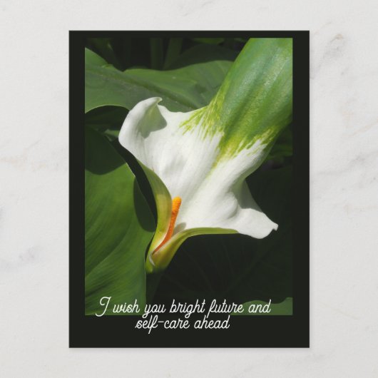 Calla Lily, Zantedeschia Briefkaart (Voorkant)
