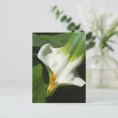 Calla Lily, Zantedeschia Briefkaart (Staand voorkant)