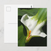 Calla Lily, Zantedeschia Briefkaart (Voorkant / Achterkant)