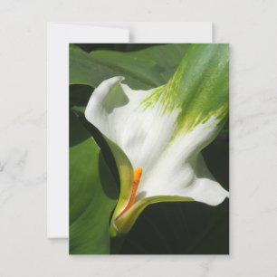 Calla Lily, Zantedeschia Briefkaart