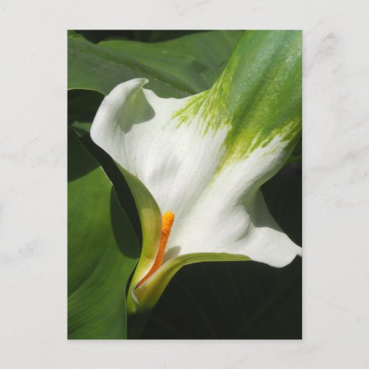 Calla Lily, Zantedeschia Briefkaart (Voorkant)