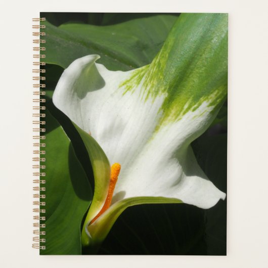 Calla Lily, Zantedeschia Planner (Voorkant)