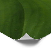 Calla Lily, Zantedeschia Poster (Hoek)