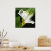 Calla Lily, Zantedeschia Poster (Keuken)