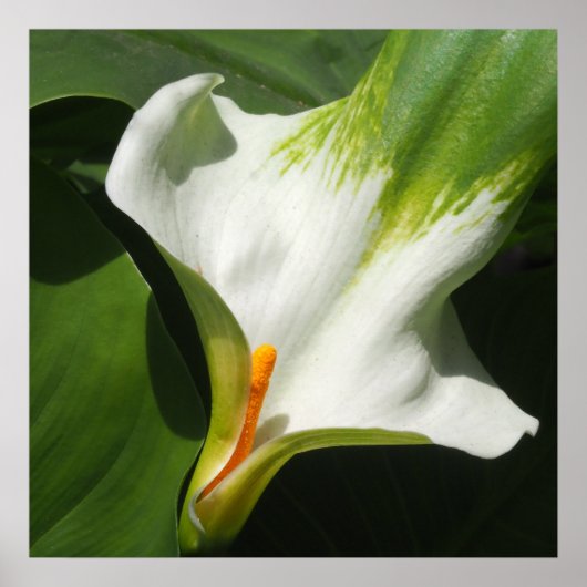 Calla Lily, Zantedeschia Poster (Voorkant)